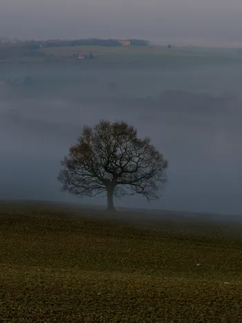 Sutton Scarsdale tree dark.jpg